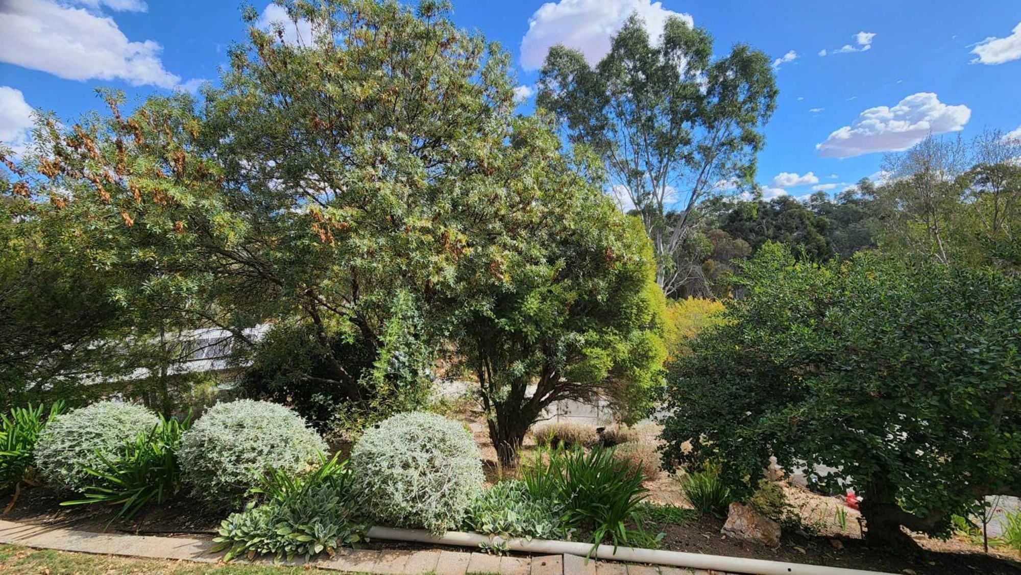 Riesling Trail & Clare Valley Cottages Стая снимка